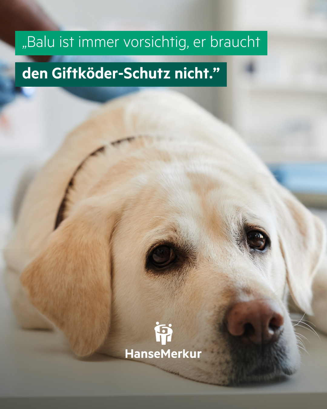 Home 5 Giftkoeder 2 1