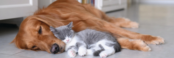 Tier_ver_si_che_rung Bester Schutz für Ihr Haustier Erstklassige Leistungen zum günstigen Preis Absicherung vor hohen Kosten Mehrere Tiere gleichzeitig versichern (3) Tier ver si che rung Bester Schutz fuer Ihr Haustier Erstklassige Leistungen zum guenstigen Preis Absicherung vor hohen Kosten Mehrere Tiere gleichzeitig versichern 3